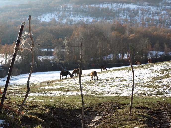 Paisaje nevado de Campoo  