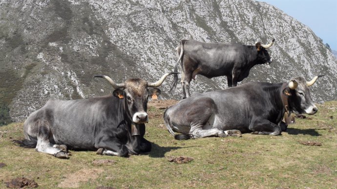 Feria ganado. Vacas. Vacuno. Rural. Cantabria 