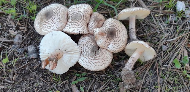 Lepiota brunneoincarnata