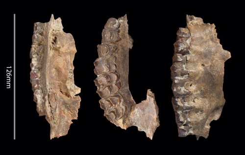 Fósiles de herbívoros recuperados en Tis al Ghadah