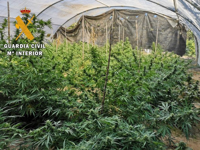 Una de las plantaciones de marihuana localizadas por la Guardia Civil de Navarra