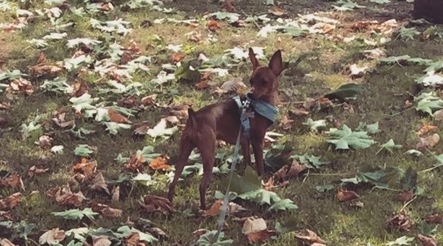 Un perro en un parque