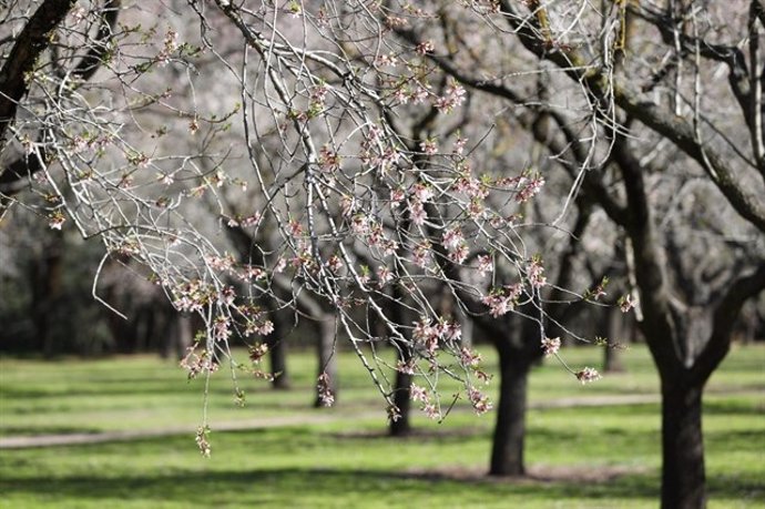 Árboles en el Retiro 