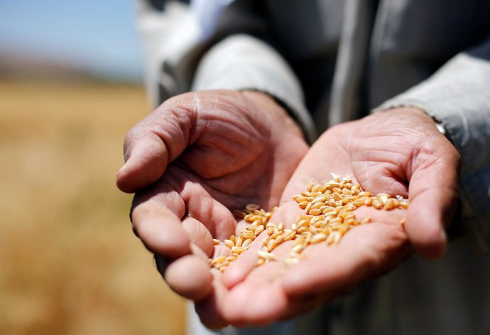 Un agricultor muestra granos de trigo en Damasco (Siria)