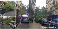 El temporal provoca la caída de un árbol en Granada capital y dificultades en el tráfico en la provincia