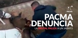 Un jabato es destrozado por dos perros