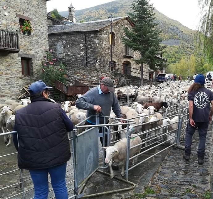 Agrupament d'ovelles
