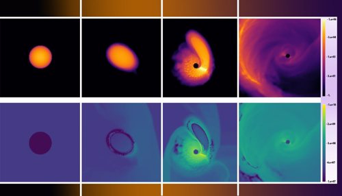 Simulaciones de reactivacón de una enana blanca tras encuentro con agujero negro