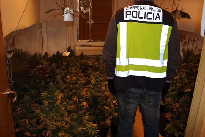 Cultivo de Marihuana desmatelado