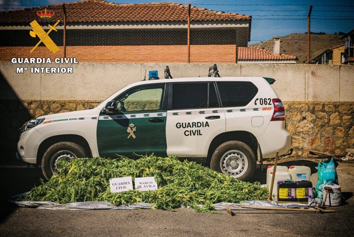 Plantas de marihuana incautadas