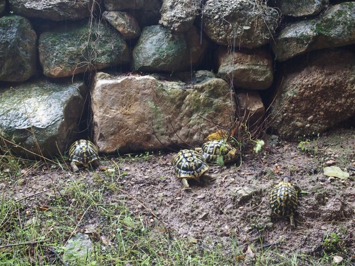 Liberación de tortugas en Bovera