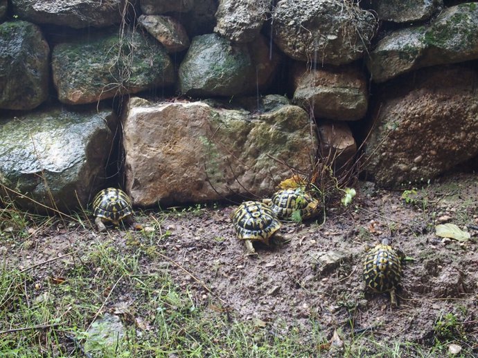 Alliberament de tortugues a Bovera
