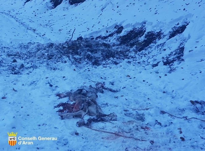 L'os Goiat mata una ovella a Aran