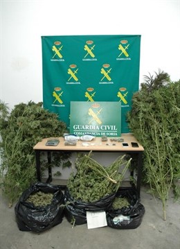 Marihuana incautada en una finca en Soria 31-10-2018