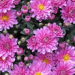 Crisantemo, flor típica en los cementerios Día Todos los Santos