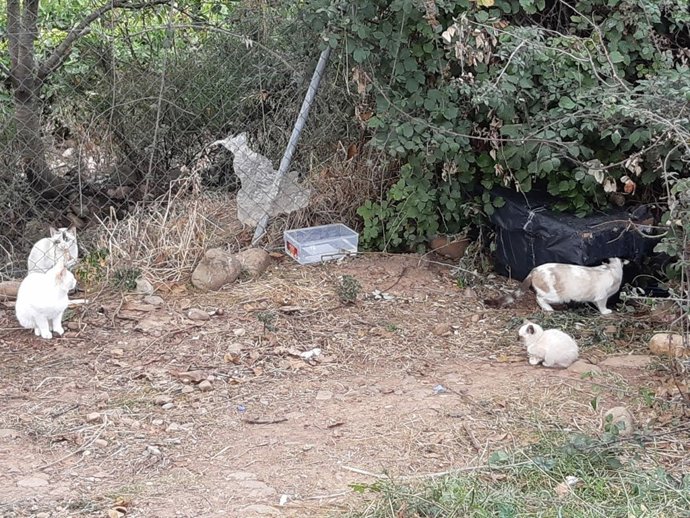 Imagen de una colonia