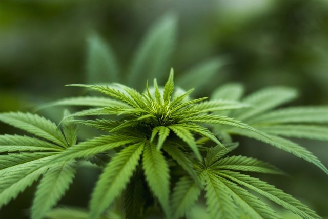 CDMX aprueba el uso de la marihuana medicinal y la muerte digna