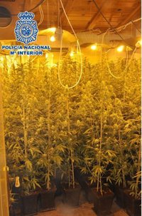 Incautadas 458 plantas de cannabis sativa tras desmantelar un laboratorio de marihuana en Vélez-Málaga