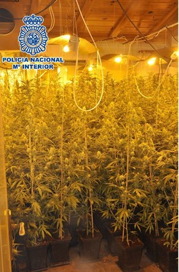 Marihuana intervenida en Vélez-Málaga