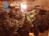 Dos detenidos y uno en búsqueda por cultivar 295 plantas de marihuana en un chalet de Retamar (Almería)