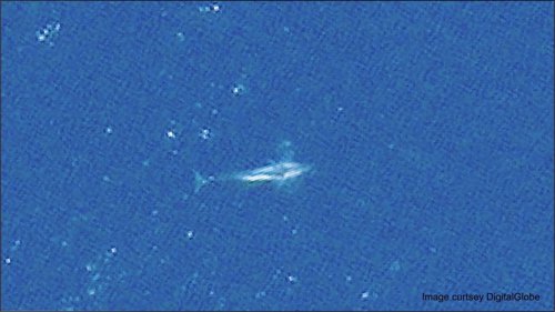 Ballena fotografiada desde el espacio
