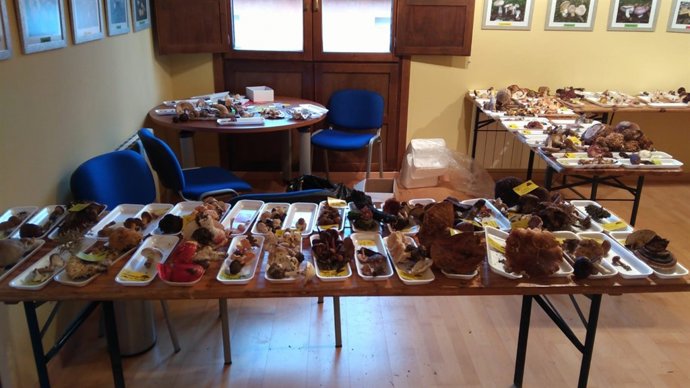 Setas recogidas en estas jornadas de San Martín de la Virgen de Moncayo