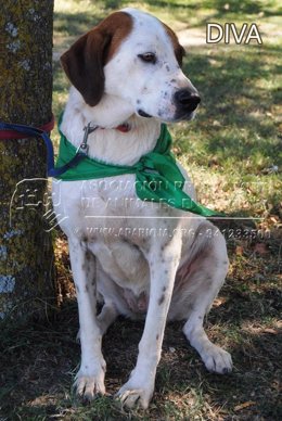 Uno de los perros rescatados en Entrena, ahora en adopción