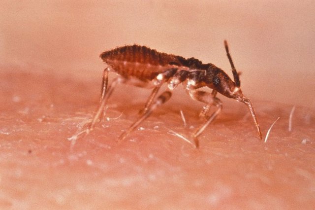 Un fármaco antiparasitario podría ser la clave contra el Chagas