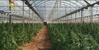 Incautan 9.000 plantas de marihuana en una nave de Cheste y detienen a 8 personas en Valencia, Madrid y Cádiz