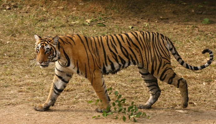 Una tigresa en India