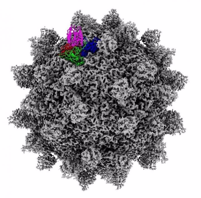 Virus anticáncer se ajusta al receptor tumoral como una "llave en una cerradura"