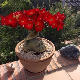 La 'adenium obesum', la conocida como flor del desierto
