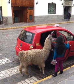 Alpaca sube a un taxi en Cuzco