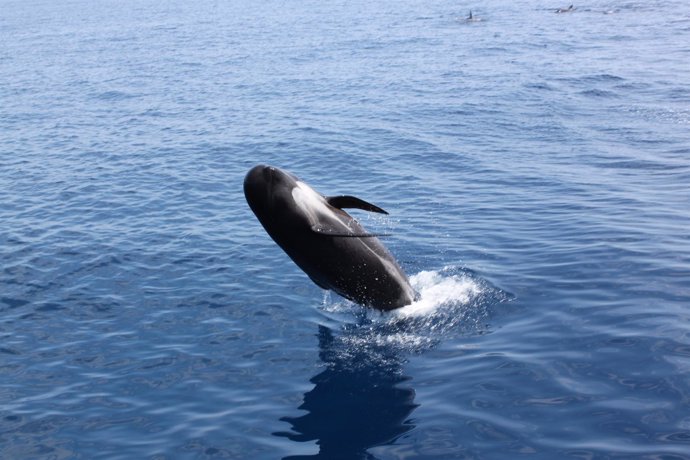 Calderón común en el corredor de migración de cetáceos del Mediterráneo