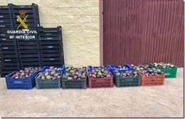 Frutran el robo de 400 kilos de mango en Isla Cristina.
