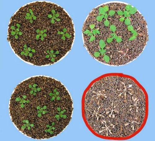 Plantas antes y después de ser sometidas a estrés hídrico