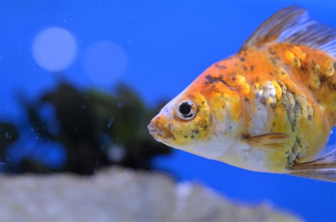 Pez (Imagen de archivo)