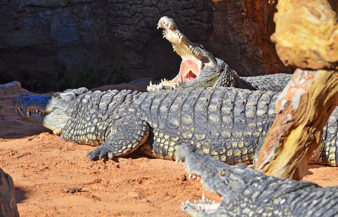 Bioparc recibe tres cocodrilos del Nilo