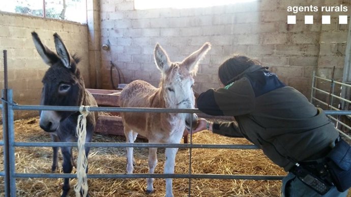 Rucs abandonats a Fígols de Tremp