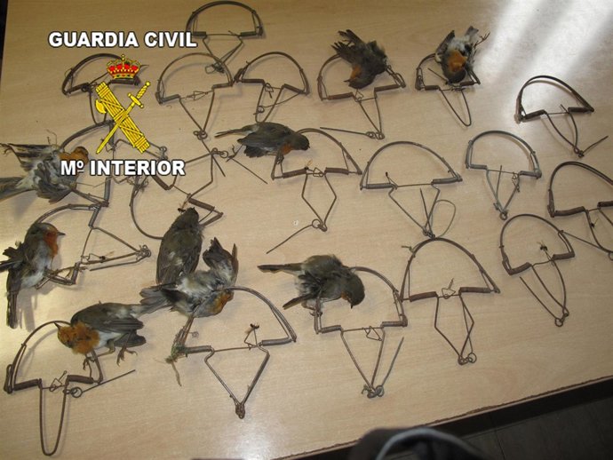 Trampas y aves intervenidas al hombre investigado en Villanueva de la Reina.