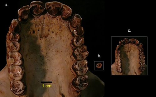Dientes fósiles revelan el simio más pequeño conocido