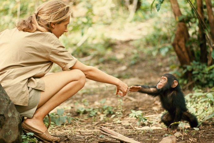 La primatóloga Jane Goodall junto a una cría de un primate.