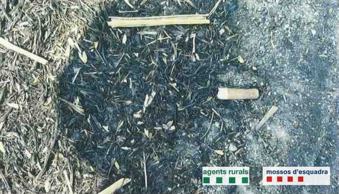 Denunciado por incendio forestal en el Bages por el ADN de una colilla