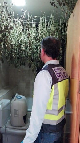 Plantas de marihuana en el baño del chalet