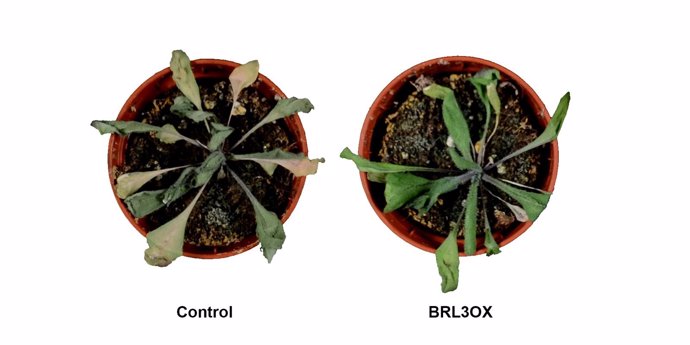 Plantas de Arabidopsis thaliana sometidas a condiciones de sequía.