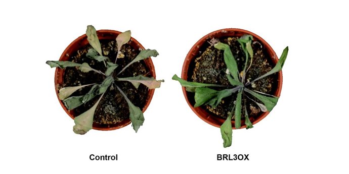 Plantes d'Arabidopsis thaliana sotmeses a condicions de sequera.