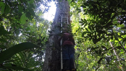 Midiendo árboles en el Amazonas