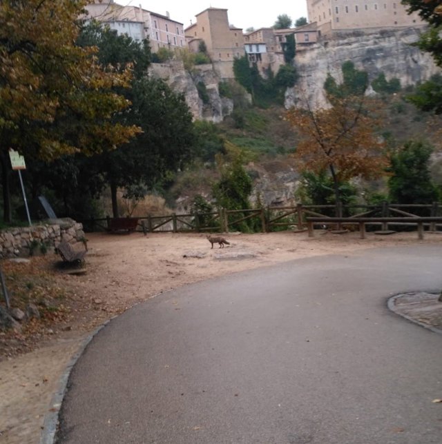 Zorros en Cuenca