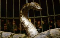 La serpiente Nagini ataca en el nuevo adelanto de Animales Fantásticos 2: Los crímenes de Grindelwald