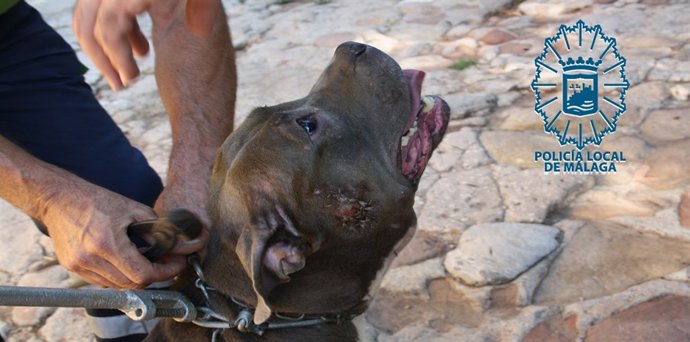 Perro peligroso centro ecuestre sin condiciones sanitarias adecuadas policía